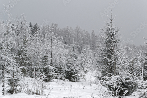 Winter forest. Trees in the snow.