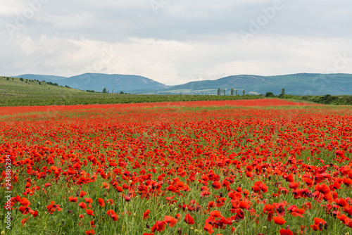 poppy field of red poppies