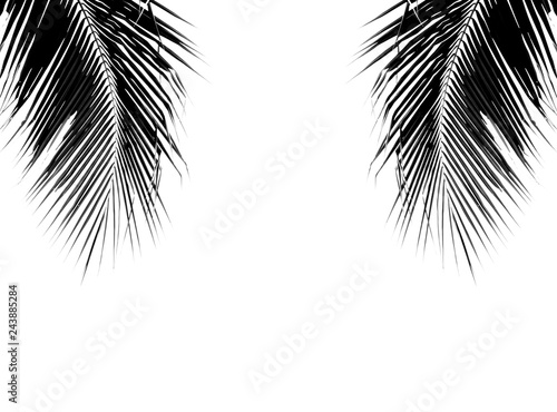 black palm leaves isolated on white background