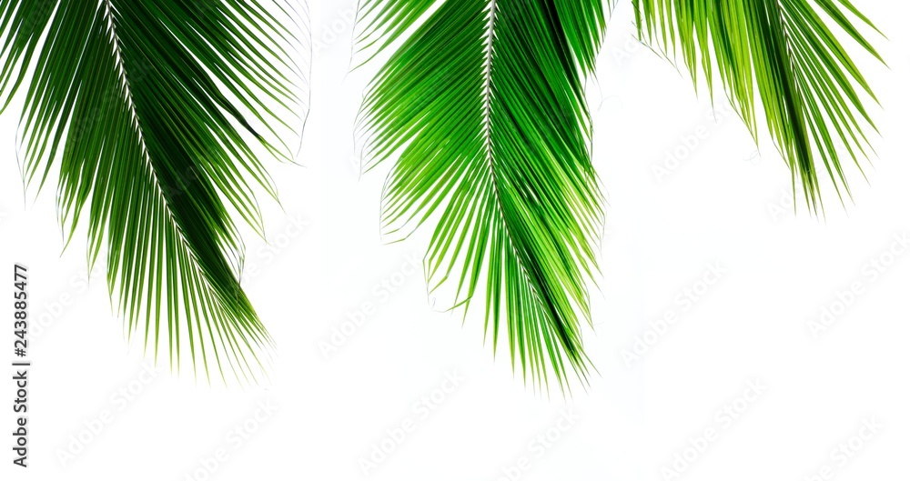 Fototapeta premium Palm leaves isolated on white background