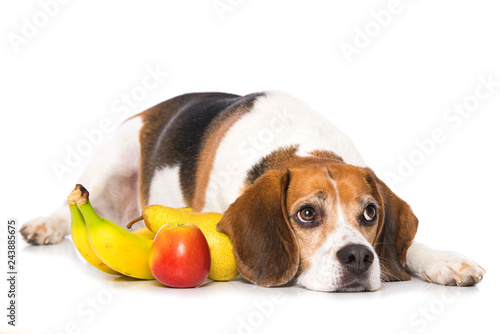 Fototapeta Naklejka Na Ścianę i Meble -  Beagle dog with fruits isolated on white background