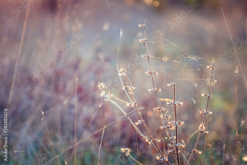 spider web on a plant in the sunset light