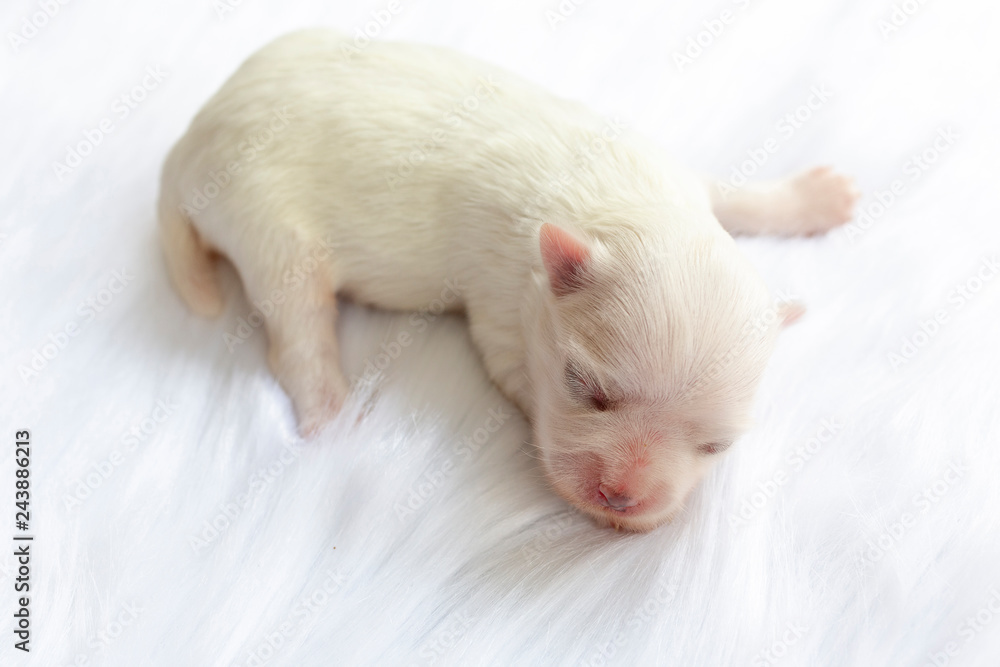 White sales furry puppy
