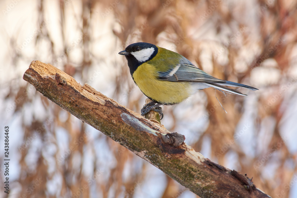 Naklejka premium Great tit sits on a dry branch in the winter forest park.
