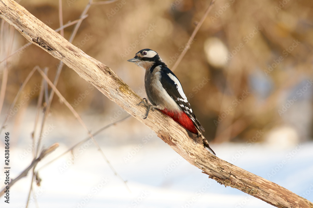 Great spotted woodpecker sits with its head turned on a dry oak branch in the spring forest park.