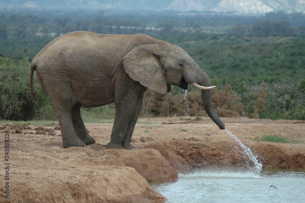 Fototapeta premium Elephant at a waterhole in South Africa