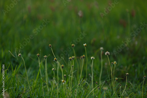 green grass flower field