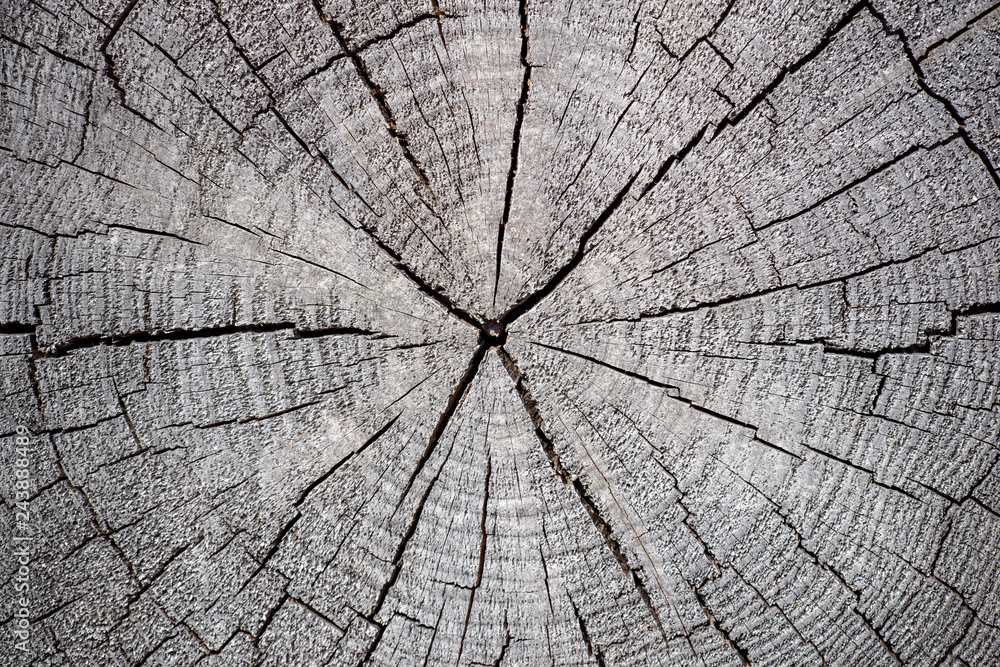 Hochauflösende Holz Texturen Hintergrund