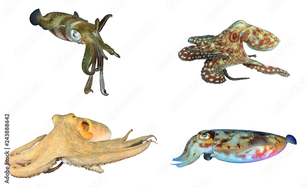 Squid, Octopus and Cuttlefish (Sepia) isolated on white background Squid, Octopus and Cuttlefish (Sepia) isolated on white background