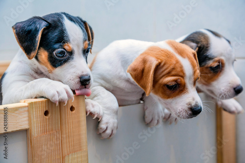 adorable beagle puppy in the foreground © oscarperezfoto