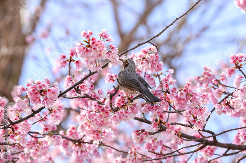 桜の花を突くヒヨドリ