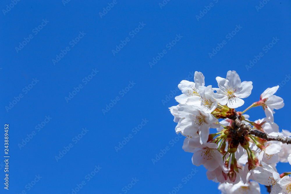 青空に向かって伸びる桜の花