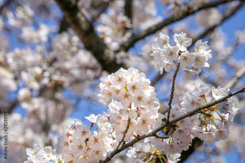 満開の白い桜