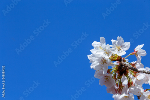 青空に向かって伸びる桜の花