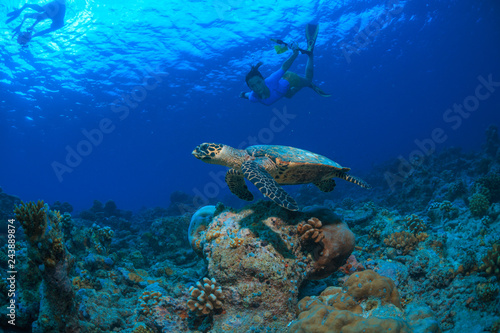Girl snorkeling with turtle on blue tropical water background