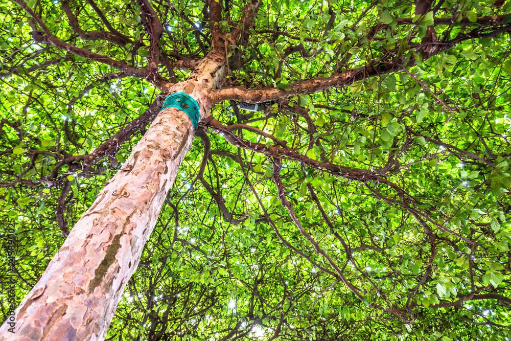 Fototapeta premium tree at a forest