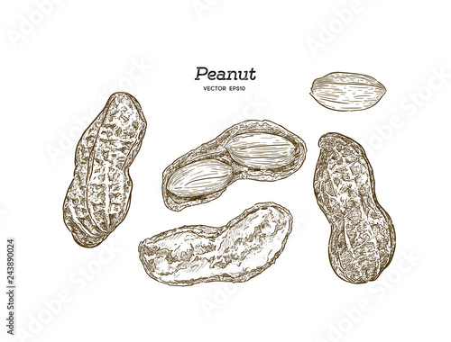 Vector illustration set of peanuts
