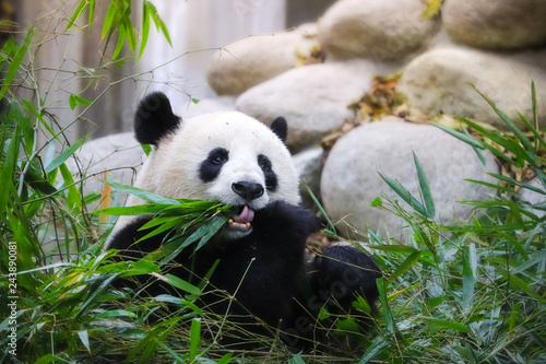 Fototapeta Naklejka Na Ścianę i Meble -  cute eatting giant panda in Chengdu Sichuan, China