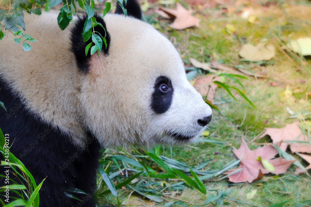 Obraz premium portrait of giant panda in Chengdu Sichuan, China