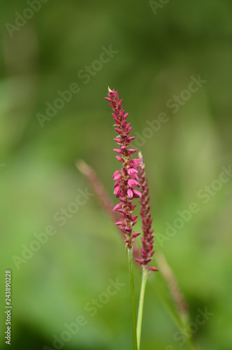 flower in garden