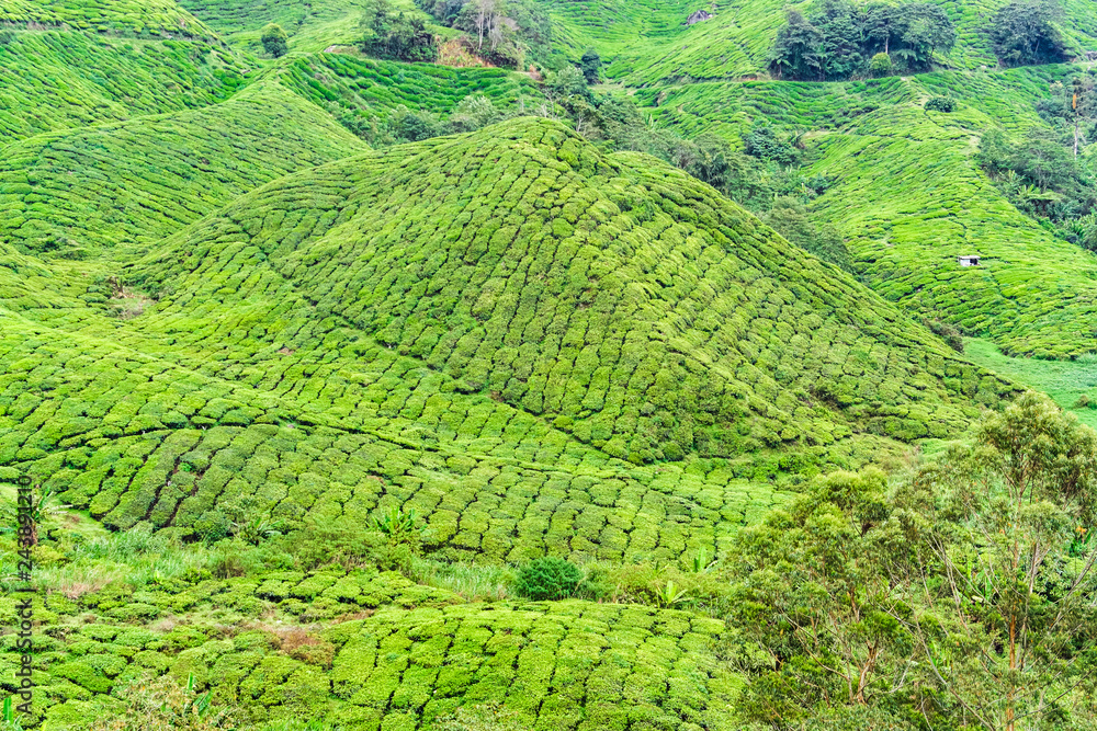 Beautiful Highlands Tea  Plantation landscape view