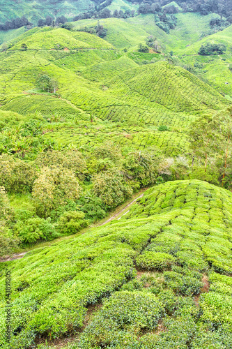 Beautiful Highlands Tea Plantation landscape view