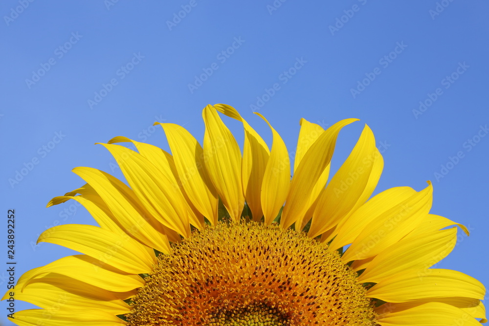 beautiful sunflower blossom blooming in the morning day of springtime beautiful sunflower blossom blooming in the morning day of springtime