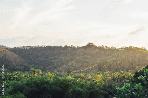 Fertile forest