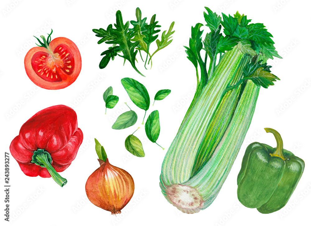 Hand drawn watercolor set of fresh vegetables Hand drawn watercolor set of fresh vegetables