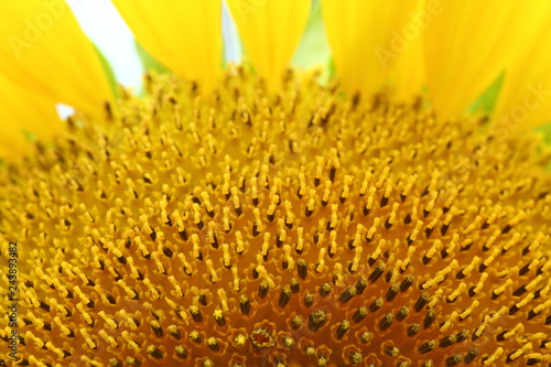 beautiful pollen sunflower flora