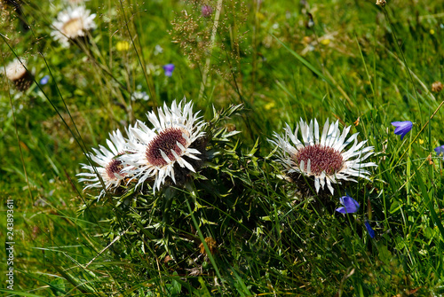 Silberdistel Disteln