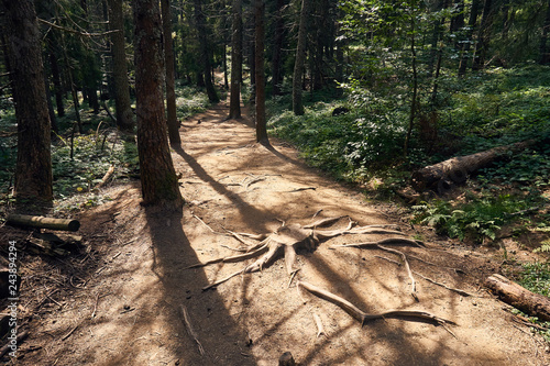Fototapeta Naklejka Na Ścianę i Meble -  In the forest. The Bieszczady mountains in the early autumn, Bieszczady National Park (Polish: Bieszczadzki Park Narodowy), Poland.