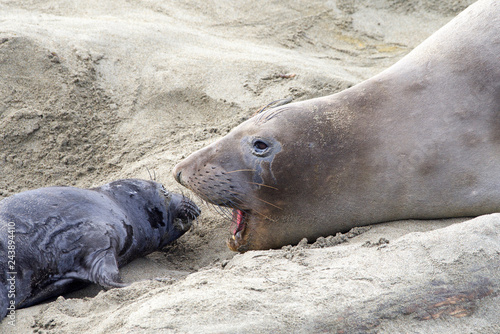 Mother and newborn baby elephant seals facing, mom vocalizing. Mom knows her pup by their scent. Mother and pup stay together for about a month, the mother feeding the baby with fat-rich milk.