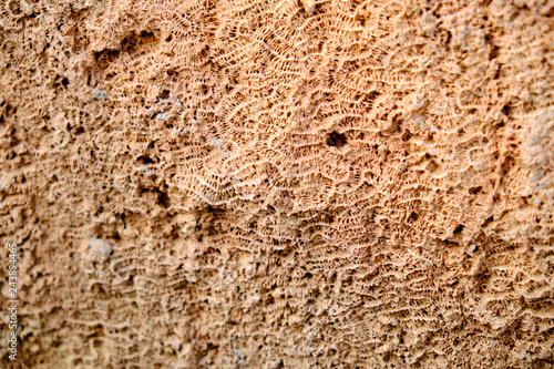 texture of old wall 