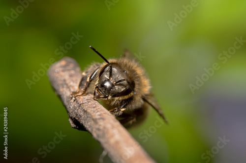 Tired/exhausted Honey bee barely hanging with 2 legs on a stick with beautiful green background