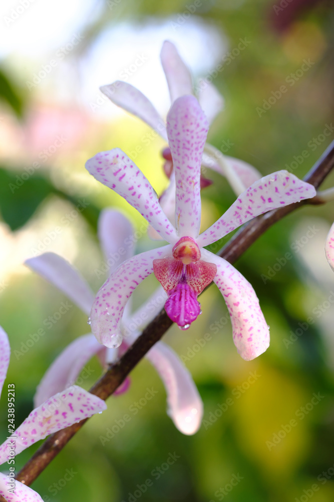 Pink Orchid and blur background in nature Pink Orchid and blur background in nature