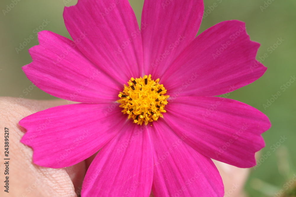 hand hold pink and purple cosmos flower in garden hand hold pink and purple cosmos flower in garden