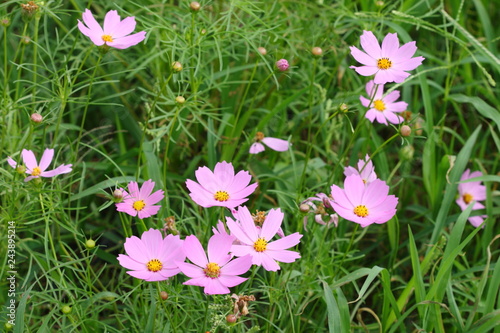 group of pink and purple cosmos flower in garden