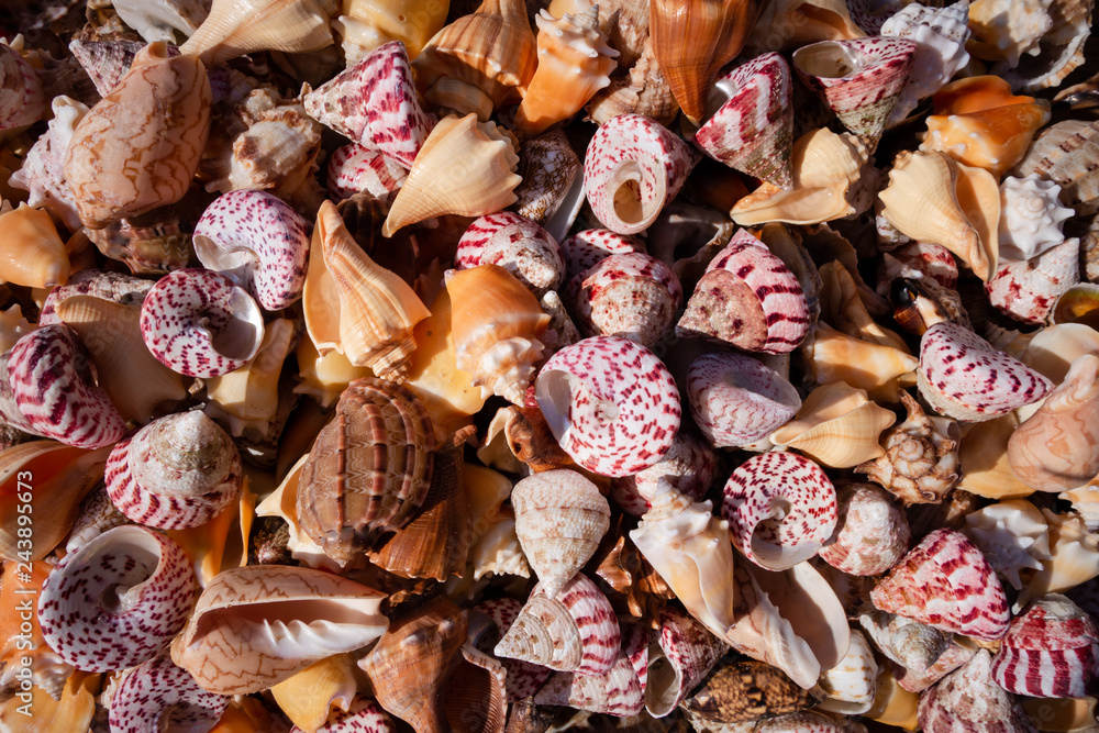 Lots of beautiful shells