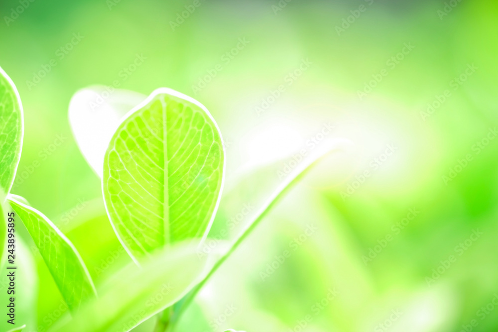 Fresh green leaf and overexposure of sunlight and flare filter on green nature blurred background at public park in morning, greenery season background, close-up and selective focus by macro lens Fresh green leaf and overexposure of sunlight and flare filter on green nature blurred background at public park in morning, greenery season background, close-up and selective focus by macro lens