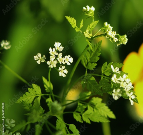 spring flowers