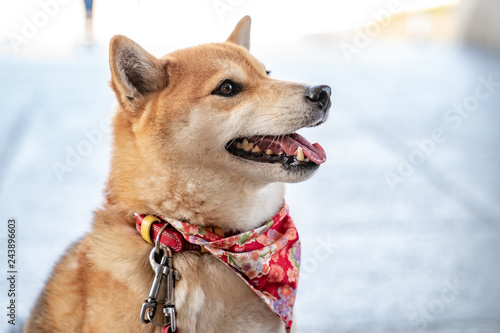 Shiba Inu; Japanese dog, portraiture.