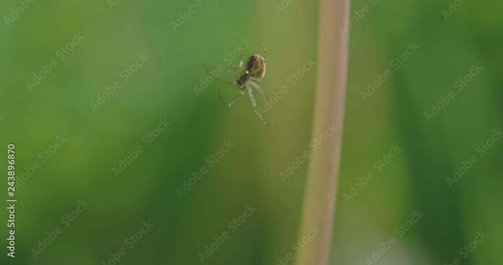 close up view of small spider working on the net close up view of small spider working on the net