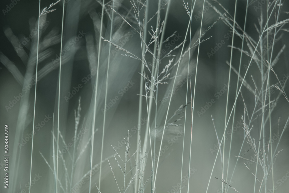 Lalang Grass Abstract Lalang Grass Abstract
