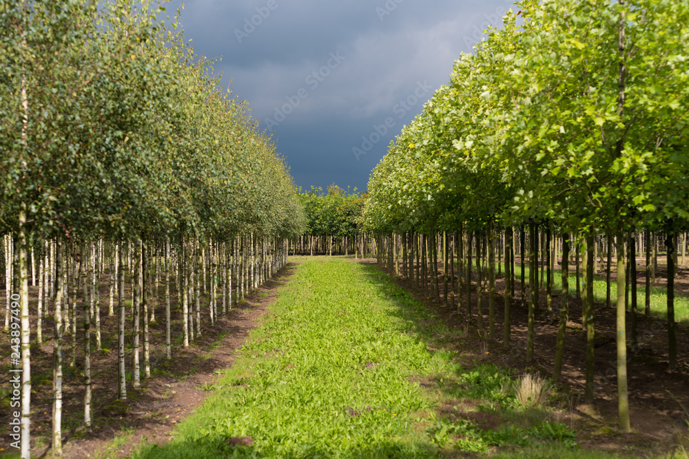 tree farm in the netherlands