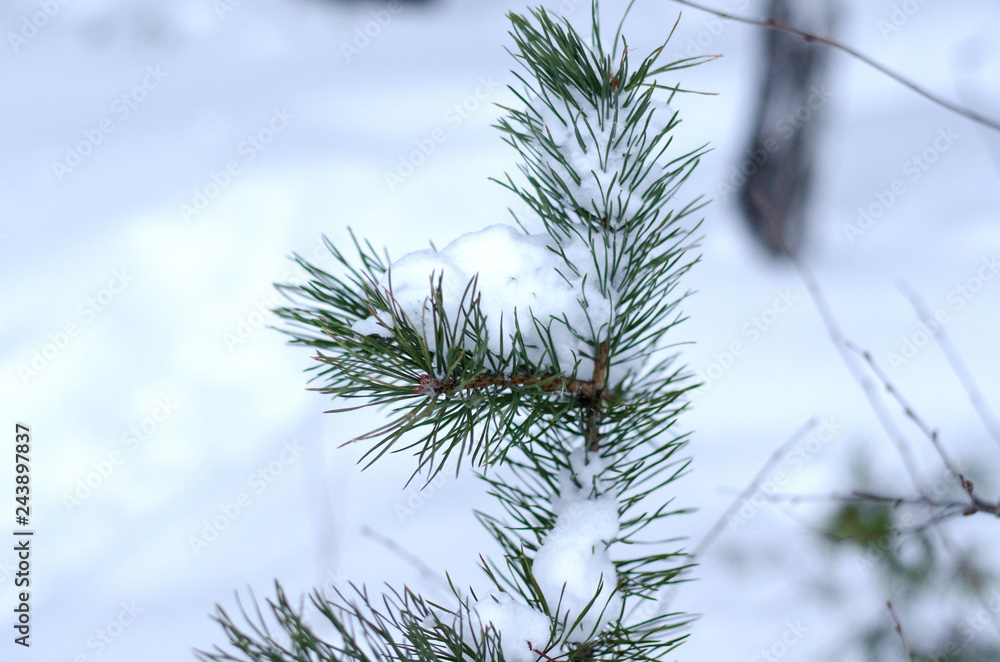 pine branch with snow pine branch with snow