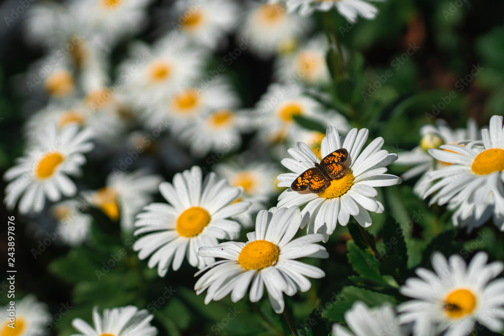 Fototapeta premium Butterfly on Daisy Flower