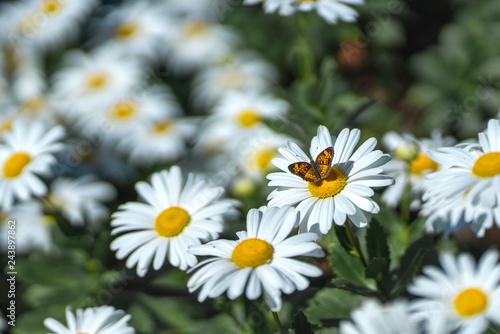 Butterfly on Daisy Flower