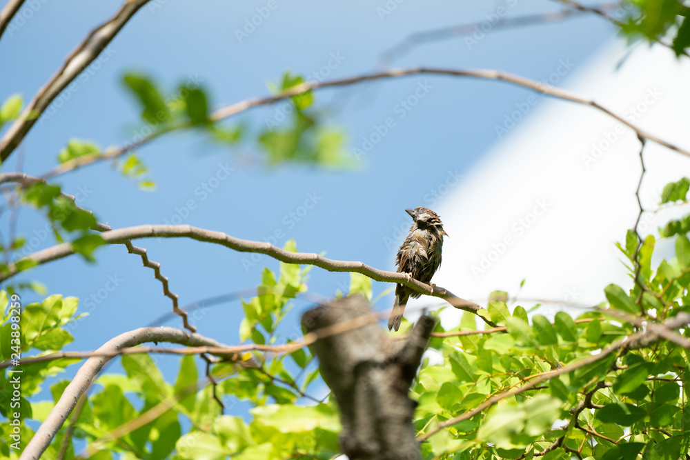 One wet brown sparrow bird hang on to the little branch with blur sky background. One wet brown sparrow bird hang on to the little branch with blur sky background.