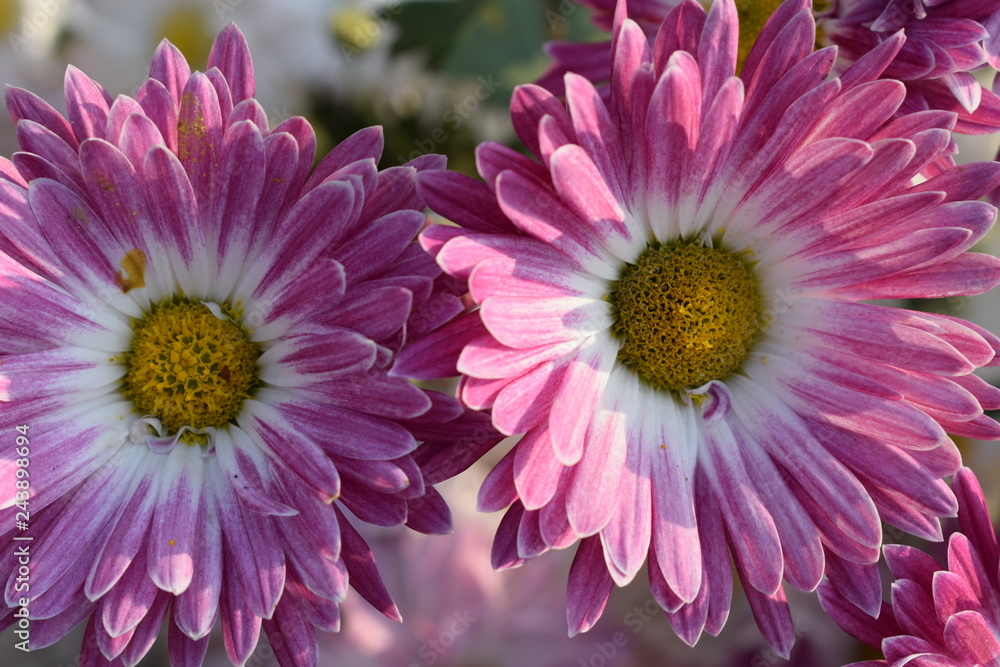 pink and white flowers pink and white flowers